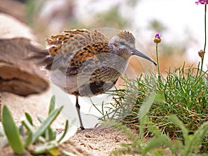 Long-Billed Curlew