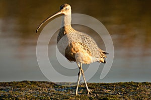 Long Billed Curlew photo