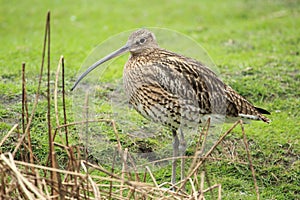 Long-billed curlew