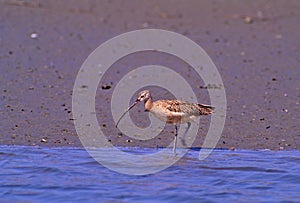 Long-billed Curlew  49670