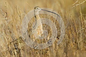 Long Billed Curlew photo