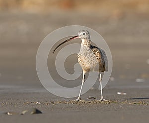 Long-billed Curlew on beach photo