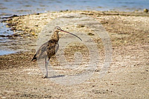 Long-billed Curlew on the Beach, Port Aransas Texas