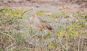 Long-billed Curlew in a Dry Field