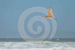 Long-billed Curlew in flight