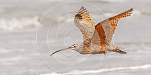 Long Billed Curlew In Flight photo