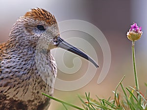 Long-Billed Curlew & Flower