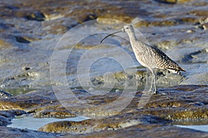 Long-billed Curlew foraging in mudflats