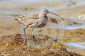 Long-billed Curlew foraging in mudflats at Palo Alto Baylands