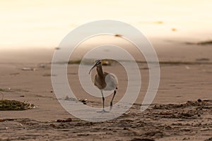 Long Billed Curlew hunting along beach at sunset