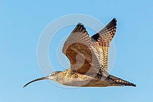 Long Billed Curlew photo