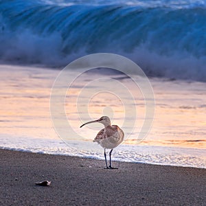 Long Billed Curlew on Moonstone Beach, Cambria, California