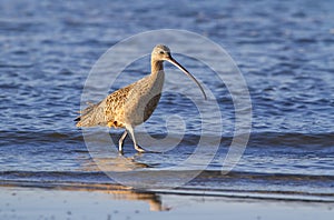 Long-billed curlew (Numenius americanus) foraging in shallow water photo