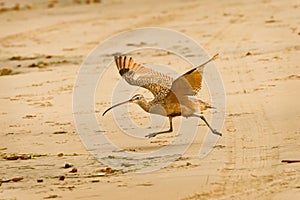 Long Billed Curlew Running on Beach