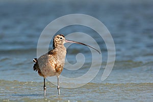 A long billed curlew wades in shallow water.