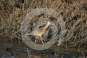 A long-billed curlew walking in an estuary