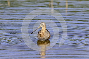 Long-billed curlew in Weslaco, Texas