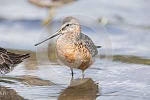 Long billed dowitcher