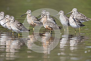 Long billed dowitcher photo