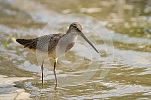 Long-billed Dowitcher bird wading in water