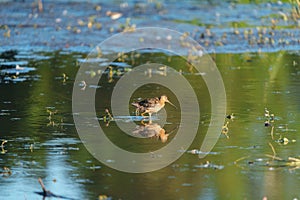 Long-billed Dowitcher feeding at marsh swamp