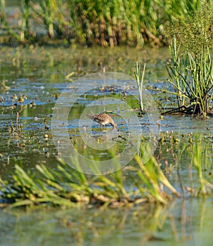 Long-billed Dowitcher feeding at marsh swamp