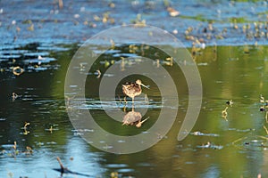 Long-billed Dowitcher feeding at marsh swamp
