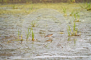Long-billed Dowitcher feeding at mudflat