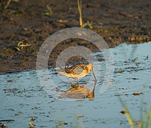 Long-billed Dowitcher feeding at mudflat