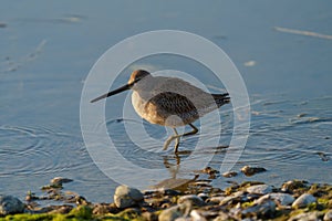 Long-billed Dowitcher feeding at seaside beach