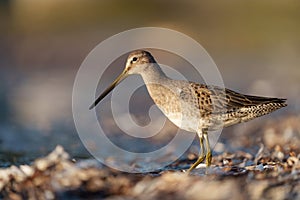 Long-billed Dowitcher feeding at seaside beach