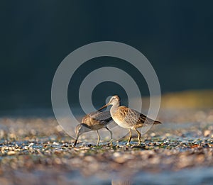 Long-billed Dowitcher feeding at seaside beach