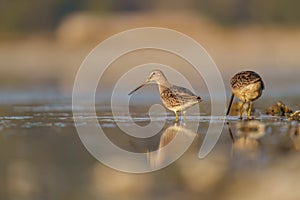 Long-billed Dowitcher feeding at seaside beach