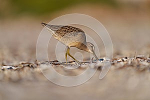 Long-billed Dowitcher feeding at seaside beach