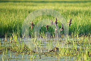 Long-billed Dowitcher flying at mudflat