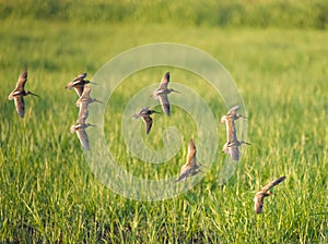 Long-billed Dowitcher flying at mudflat