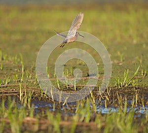 Long-billed Dowitcher flying at mudflat