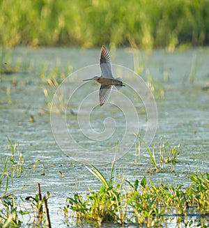 Long-billed Dowitcher flying at mudflat