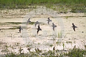 Long-billed Dowitcher flying at mudflat