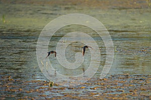 Long-billed Dowitcher flying at mudflat