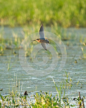 Long-billed Dowitcher flying at mudflat