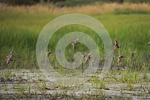Long-billed Dowitcher flying at mudflat