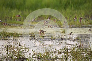 Long-billed Dowitcher flying at mudflat