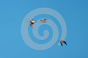 Long-billed Dowitcher flying in the sky