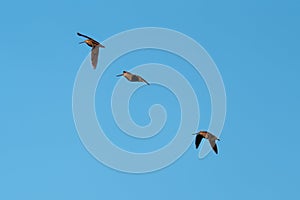 Long-billed Dowitcher flying in the sky