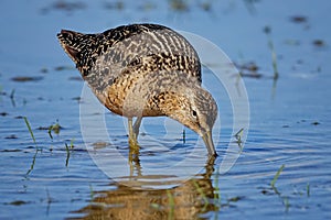 Long-billed dowitcher. Limnodromus scolopaceus