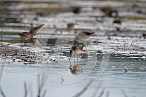 Long-billed dowitcher (Limnodromus scolopaceus) bird drinking water