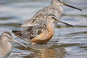 Long billed dowitcher