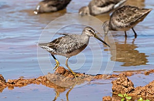 Long-billed Dowitchers in non-breeding plumage feeding during migration season photo