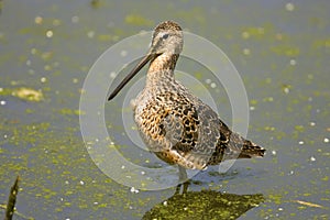 Long-billed Dowitcher preening